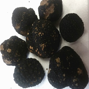 Fresh Italian black truffle - tartufo nero